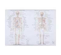 minkissy Poster Anatomia Umana 50x70 Cm Seta, Diagramma Muscoli e Scheletro Testo in Inglese, Immagine Didattica per Scuola, Aula e Laboratorio Scientifico