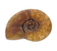 Mipcase Ciondolo Ammonite Naturale Esemplare Gioiello in Pietra Ciondolo Da Collana Fossile Ammonite Per Accessori Unici