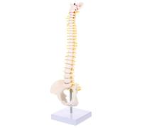 Mipcase da 45 Cm della Colonna Vertebrale in Pvc Bianco Anatomico Superficie Liscia e Lavabile per Educativo e Esposizione