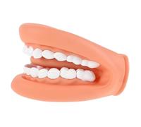 Mipcase Didattico Denti Umani per Insegnamento Igiene Oralper Scuole per Insegnare AI Spazzolare Denti Sicuro e Pratico