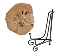 Mipcase Fossile di Ammonite Supporto Esemplare di Ammonite Naturale da Collezione Ornamento da Tavolo Pietra Grezza Nigeriana Minerale Fluorescente