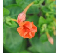 Mirabilis jalapa - balcone decorazioni giardino esterni raro 225semi