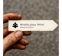 Mirabilis jalapa 'White' SEEDS - - SEMI Bella di notte | Meraviglia del Perù