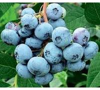 Mirtillo Americano Vaccinium Corymbosum - Pianta da Frutto in Vaso - Bacche Viola Dolci e Ricche di Antiossidanti - Fioritura in Primavera - FOTO REALI