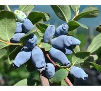 MIRTILLO SIBERIANO - Lonicera kamtschatica Aurora V.15 Pianta cespugliosa Frutta
