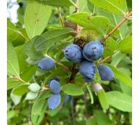 Mirtillo siberiano, mirtillo americano - vaso resistenti, adatte all'uso esterno, balcone esotico a prova d'inverno semi di per la decorazione del giardino 225semi