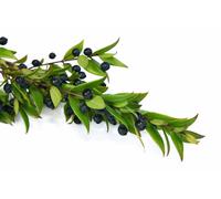 Mirto Bacche 100 Gr