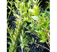 MIRTO BOX - 1kg di bacche + 200g di foglie di mirto fresche Myrtus Communis