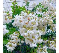 mirto - Lagerstroemia indica perenne resistenti semi primavera bonsái decorazione sala estar semi selvatici perenni 300pcs