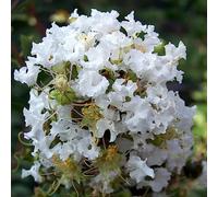 Mirto - Lagerstroemia indica semi di interni scalapante semi giardino del balcone giardino selvaggio bonsái 300pcs