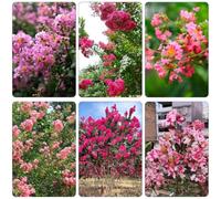 mirto - Lagerstroemia indica semi selvatici perenni resistenti climpadora jardín del balcone bonsái decorativi selvatici di 150pz