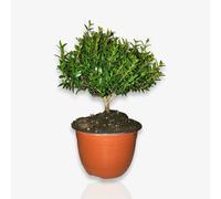 Mirto Myrtus Microphylla cespuglietto in Ciotola ⌀15 CERTIFICATO
