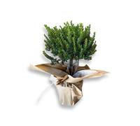 Mirto myrtus microphylla vaso ø15 mini-alberello CERTIFICATA