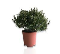 Mirto Myrtus Microphylla vaso 17 CERTIFICATA cespuglietto cespuglio