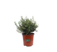 Mirto Nano o Myrtus Communis Microphylla pianta da esterno pianta ornamentale