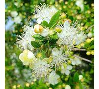 mirto nupcial - semine semine di silvestre jardín de silvestres mirto nupcial balcone jardín 200pcs