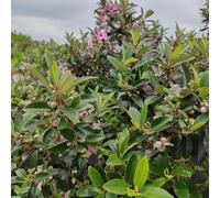 mirto - Rhodomyrtus tomentosa selvatici balcone resistente semi di giardino 200pcs