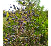 Mirto Sardo 1Kg 18€ Spedizione Gratuita Ottimi Per Licuori E Tisane