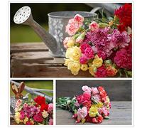 Miscela di chabaud di garofano fiore - 2000 semi non OGM, semi impollinati aperti