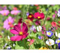 Miscela di semi di fiori selvatici, con molte cosmos, 250 g per 250 m²