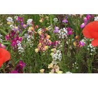 Miscela Di Semi Di Fiori Selvatici Grande 100 Grammi