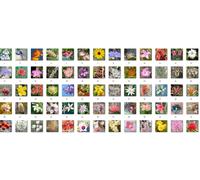 MISCELA PERSONALIZZATA FIORI AUSTRALIANI BUSH FLOWER A SCELTA 30 ml PRONTA a USO