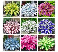 Miscela Premium Hosta, oltre 200 varietà perenni multicolori tolleranti all'ombra, da giardino e da vaso