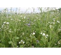 Miscuglio Multifloreale Bio per Api 1 Kg - Semi Melliferi Sovescio, Miscela Fiori per Apicoltura e Rigenerazione Terreno, Azoto Fissatrice per Orto, Vigneto e Uliveto