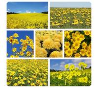 Miscuglio Semi di Fiori Gialli attrattivi per api e Farfalle, Miscela di fiori per Aiuole, flower seeds for butterflies 8 g.