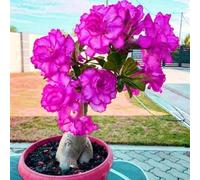 Misteriosa lampadina magica, perenne, resistente all'inverno, a forma di tubero, giardino di casa, facile da diventare professionale, ideale per giardino, decorazione della casa. 4 rose del deserto