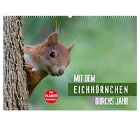 Mit dem Eichhörnchen durchs Jahr (Wandkalender 2026 DIN A2 quer), CALVENDO Monatskalender: Eichhörnchen, über das ganze Jahr beobachtet und fotografiert