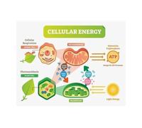 Mitochondria Poster
