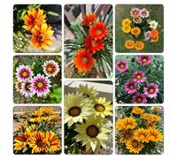 Mittagsgold estivi giardino semi di balcone semi 800pcs