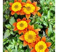 Mittagsgold selvatici balcone roccia resistenti decorazioni giardino per esterni semi giardino semi selvatici 10pcs