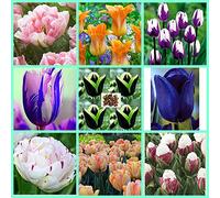 Mix,Bulbi di tulipani,perenni,bulbi di tulipani misti,resistenti al freddo,che fioriscono da marzo a maggio,decorazione dell'ufficio,decorazione della casa,piantati in vaso o a terra
