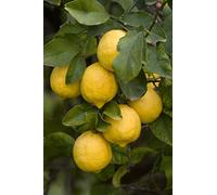 MIX CONCIMAZIONE AFRODISIACO PER LIMONI E AGRUMI IN GENERE *KG 5,10*