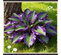 Mix di Hosta tollerante all'ombra, varietà miste, specifica per le zone d'ombra dei giardini, ideale per l'architettura del paesaggio-10 PCS-E