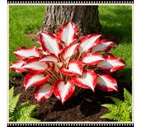 Mix di Hosta tollerante all'ombra, varietà miste, specifica per le zone d'ombra dei giardini, ideale per l'architettura del paesaggio-8 PCS-J