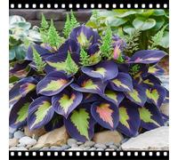 Mix di Hosta tollerante all'ombra, varietà miste, specifica per le zone d'ombra dei giardini, ideale per l'architettura del paesaggio-10 PCS-F