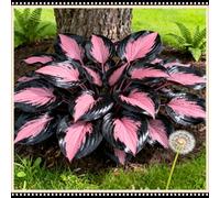 Mix di Hosta tollerante all'ombra, varietà miste, specifica per le zone d'ombra dei giardini, ideale per l'architettura del paesaggio-10 PCS-I