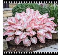 Mix di Hosta tollerante all'ombra, varietà miste, specifica per le zone d'ombra dei giardini, ideale per l'architettura del paesaggio-8 PCS-D