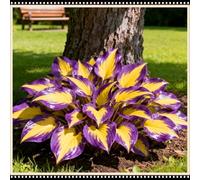 Mix di Hosta tollerante all'ombra, varietà miste, specifica per le zone d'ombra dei giardini, ideale per l'architettura del paesaggio-6 PCS-C