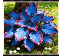 Mix di Hosta tollerante all'ombra, varietà miste, specifica per le zone d'ombra dei giardini, ideale per l'architettura del paesaggio-6 PCS-G