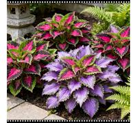 Mix di Hosta tollerante all'ombra, varietà miste, specifica per le zone d'ombra dei giardini, ideale per l'architettura del paesaggio-10 PCS-A