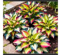 Mix di Hosta tollerante all'ombra, varietà miste, specifica per le zone d'ombra dei giardini, ideale per l'architettura del paesaggio-10 PCS-B