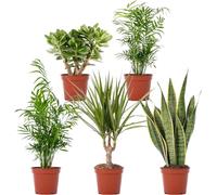 Mix di piante da interno - Bundle di 5 pezzi facili da curare con Chamaedorea, Sansevieria, Crassula, Areca, Dracaena in vasi da 12cm | Decorazione per la casa e verde purificatore d'aria.