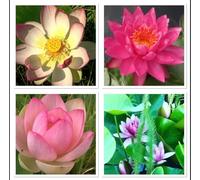 Mix di semi di loto 10 semi Nelumbo nucifera Resistente e robusto