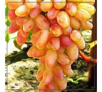 Mix di uva da tavola, uva resistente al freddo, decorazione da giardino, uva da tavola, resistente perenne, ampia applicazione, fruttata, profumata. - 2 pezzi - A