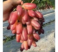 Mix di uva da vino, uva resistente al freddo, decorazione da giardino, uva da tavola, resistente perenne, ampia applicazione, fruttata, profumata. - 3 pezzi - D