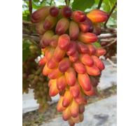 Mix di uva da vino, vigneto resistente al freddo, decorazione da giardino, uva da tavola, resistente perenne, ampia applicazione, fruttata, profumata. - 4 pezzi - H